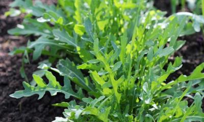 Arugula and their nutritional profiles.