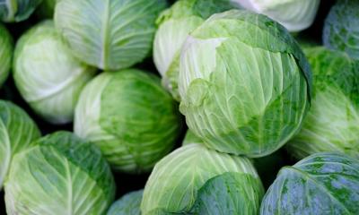 Cabbage (Green) and their nutritional profiles.