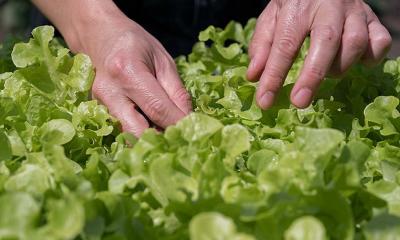 How and when to harvest leaf lettuce?