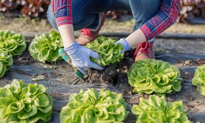 How to Grow Lettuce?