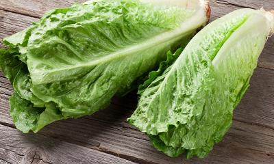 What is Lettuce?
