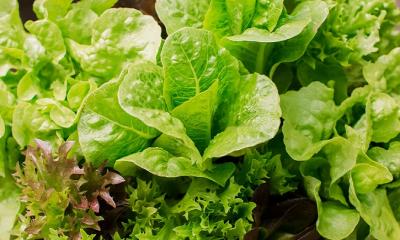 Lettuce and their nutritional profiles.