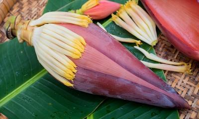 Banana Flower: The Superfood You Haven‍‍`t Heard Of
