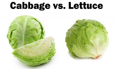 How many types of lettuce?
