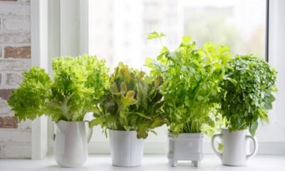 How to Grow Lettuce in Pots?