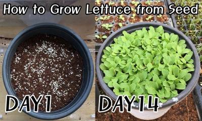 How to Grow Lettuce From Seed?
