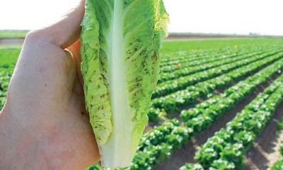 How do identify and control common lettuce pests?