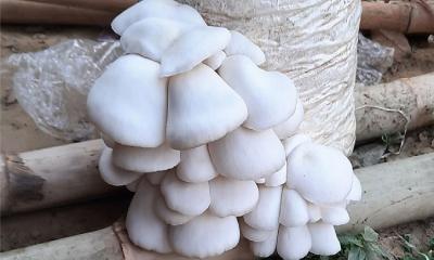 ওজন কমাবে মাশরুম ওজন কমাবে মাশরুম
