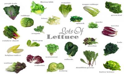 29 of the best lettuce varieties for your garden ( Part -1)
