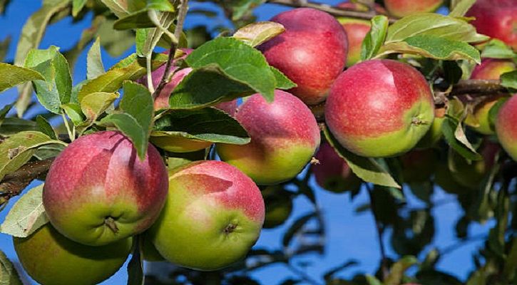 McIntosh (apple)